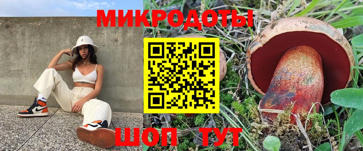 Псилоцибиновые грибы Psilocybe Красногорск